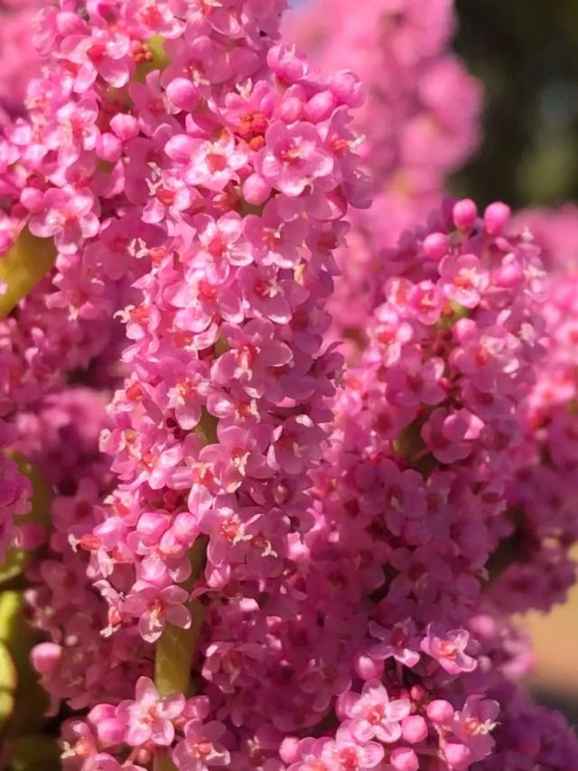 金枝玉叶植物，金枝玉叶养护（金枝玉叶养护全指南）