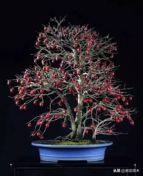 老鸦柿和金弹子的区别，老鸦柿和金弹子谁更容易养活（老鸦柿盆景）