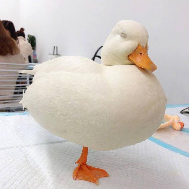 可爱捏，卡哇伊ฅฅ，微信头像，可爱捏，卡哇伊ฅฅ（可爱头像，卡哇伊！）