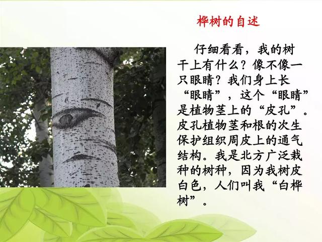 汉字松的组词，松的组词（部编版二年级语文上册识字2《树》知识点+图文解读）