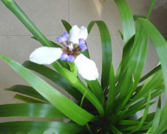 兰花的意思和寓意是什么，兰花是高洁典雅的象征