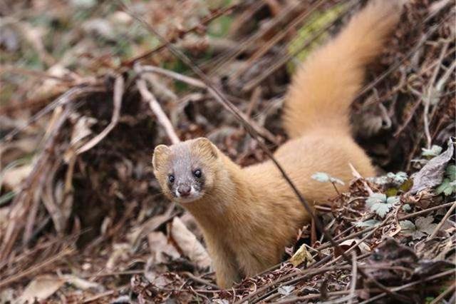 黄鼠狼毒性.5o元l只，黄鼠狼的危害（老人常说黄鼠狼不能杀）