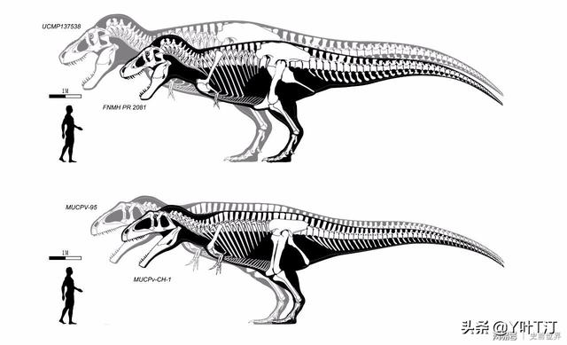 特暴龙 体态比较大属于暴龙超科远亲是霸王龙，特暴龙和霸王龙谁厉害（异特龙超科<下盘点>）