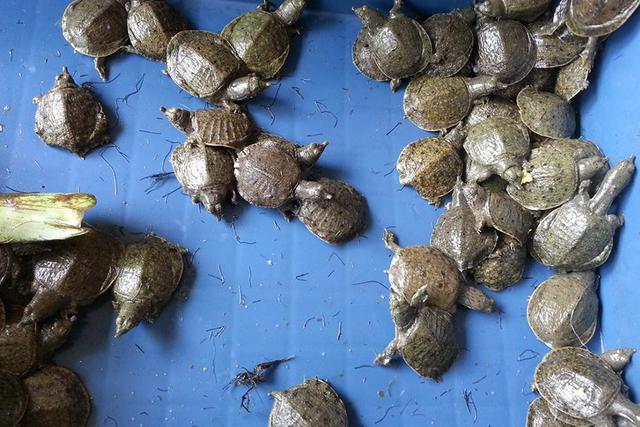 王八怎么养，在家怎么养王八怎么养（根据天气控制投喂量）