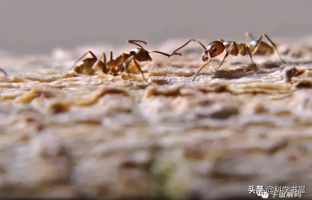 不同家族的蚂蚁为什么会打架，不同家族的蚂蚁为什么会打架的原因（占领全球的阿根廷蚂蚁）