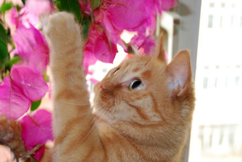 水仙花风信子有毒吗，水仙花风信子有毒吗能吃吗（避开这几种克星）