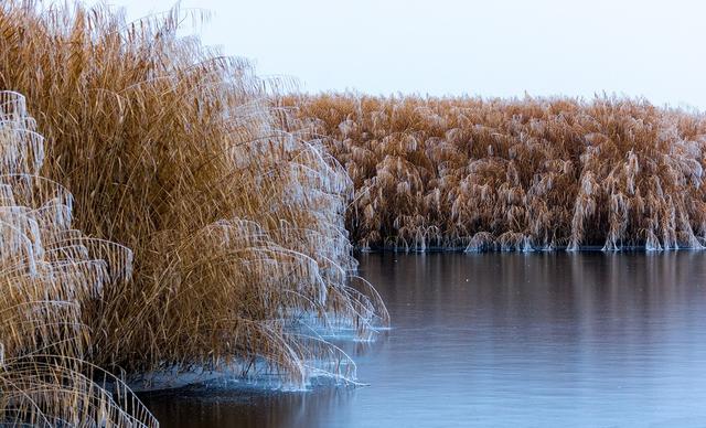 琯什么意思解释，琯字笔画笔顺（如何准确理解“蒹葭苍苍”）