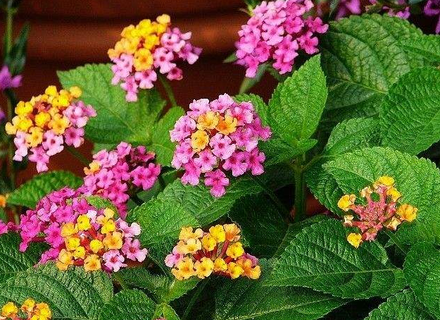 每月什么花开，每月什么花开写一个作文（23种开花植物）