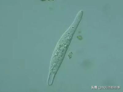 微生物镜检标准是多少，污水处理厂微生物镜检流程与污泥活性分析总结