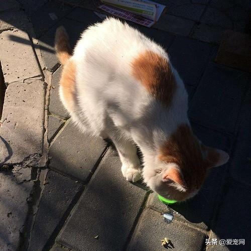 猫咪能喝牛奶吗(小猫咪咕咕叫是什么原因)