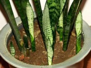 虎皮兰可以水培吗，虎皮兰能水培吗（插到水里就爆芽）