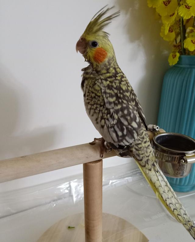 哪种宠物鸟最好养又好看，什么宠物鸟好看又好养（难怪能够“通杀”养宠物的朋友们）