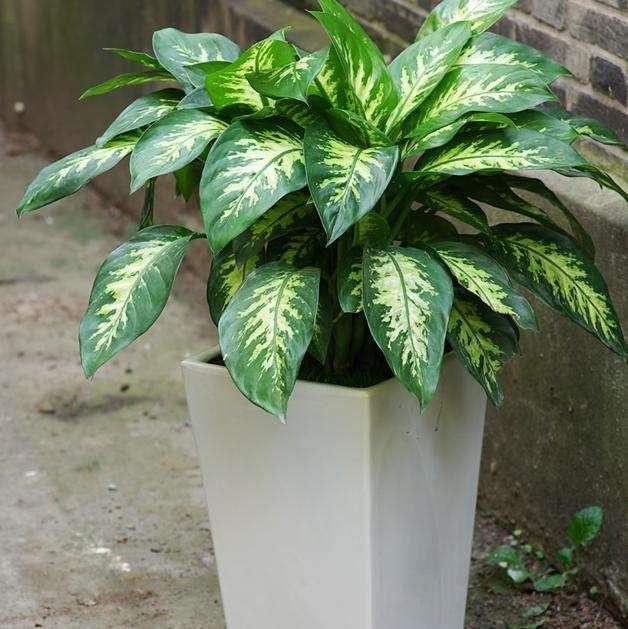 花叶斑马万年青的养殖 *** 和注意事项(斑马万年青的养殖 *** 和注意