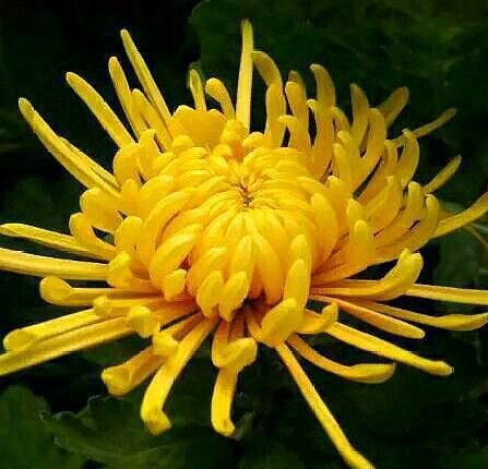 菊花扦插方法，菊花扦插方法图解（用上“万能扦插法”）