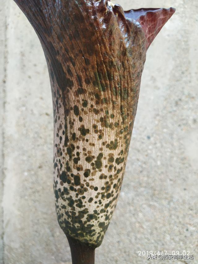 中国大的魔芋产地，魔芋产地陕西（四年才开一次花的魔芋）