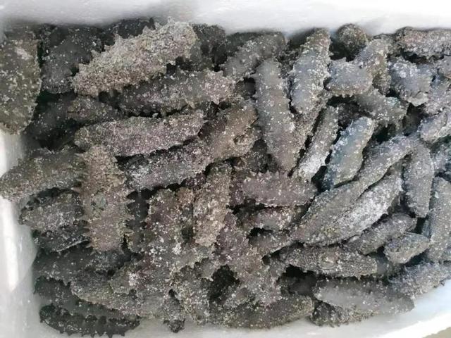 鲜海参怎么保存，杀好的新鲜海参怎么保存（海参该如何保存）