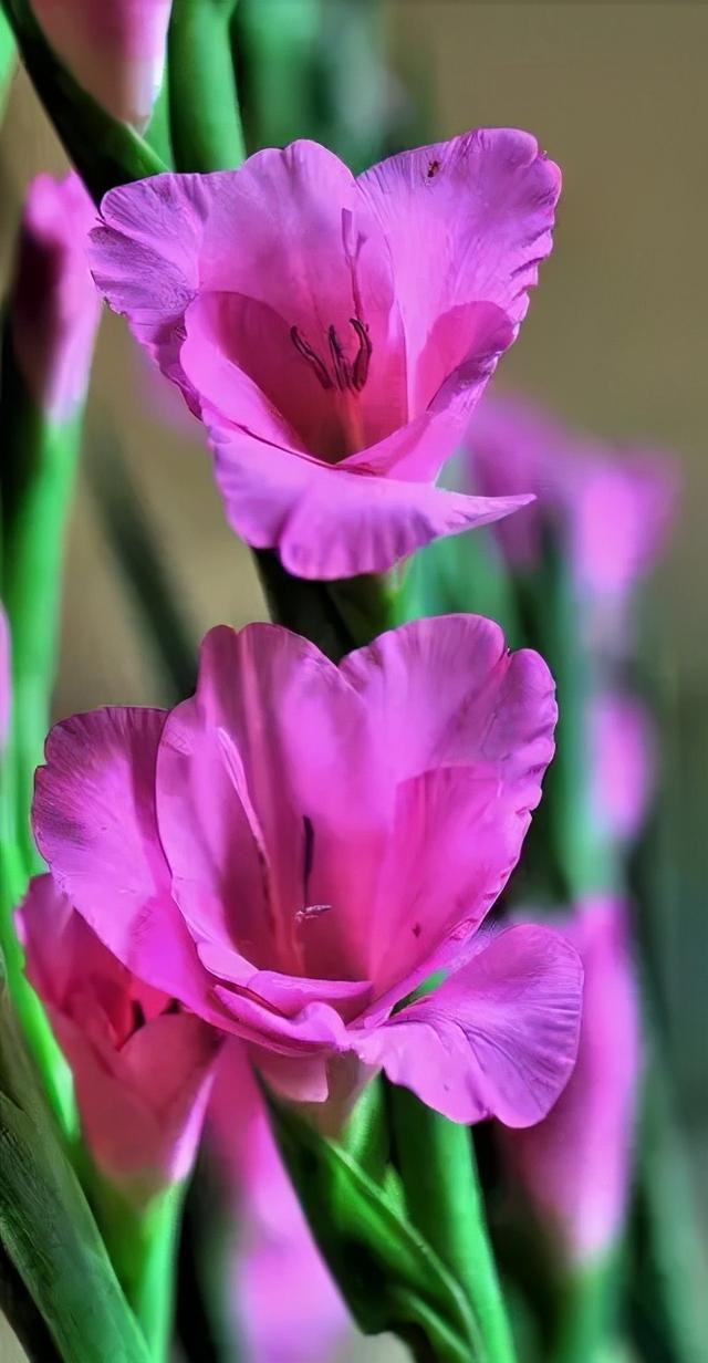 世界上有多少种花，世界上有多少种花?分别是什么（100幅美丽的花儿，赏心悦目）