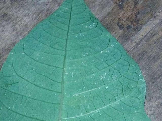 一品红如何养护，一品红绿植养护方法（盆土埋上一些磷肥）