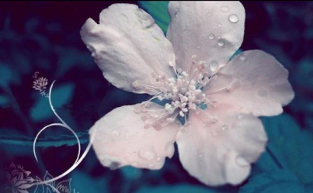 什么是茶蘼花，什么是荼蘼花（六月，梦一场荼蘼花事）