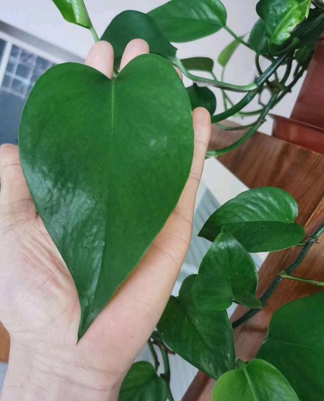 绿萝喜欢阳光吗，绿萝喜欢在什么样的环境中生长（养好绿萝太简单了）