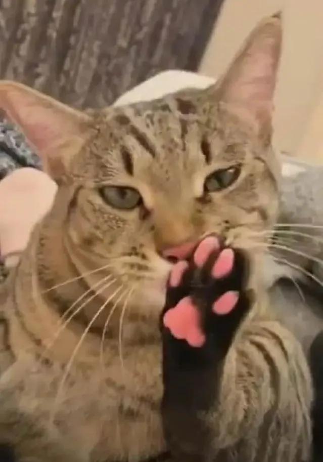 可爱表情包.抱我的小猫腿舔我的jio，微信头像，可爱表情包.抱我的小猫腿舔我的jio（却把评论区逼成了恋jio癖哈哈哈）