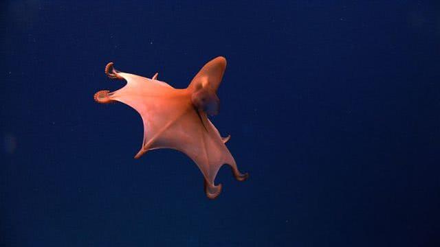 海洋生物有哪些，海洋生物有哪些名称（为什么它们会发出幽幽的蓝光）