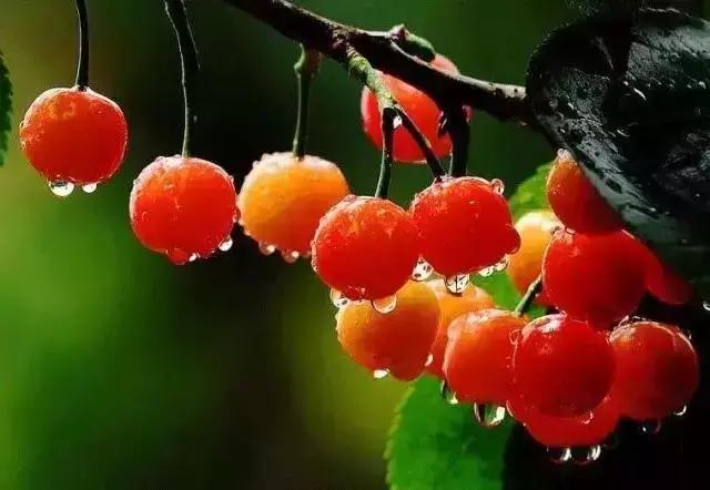 关于小满的古诗，《小满》古诗原文（最美小满诗，一切刚刚好！）