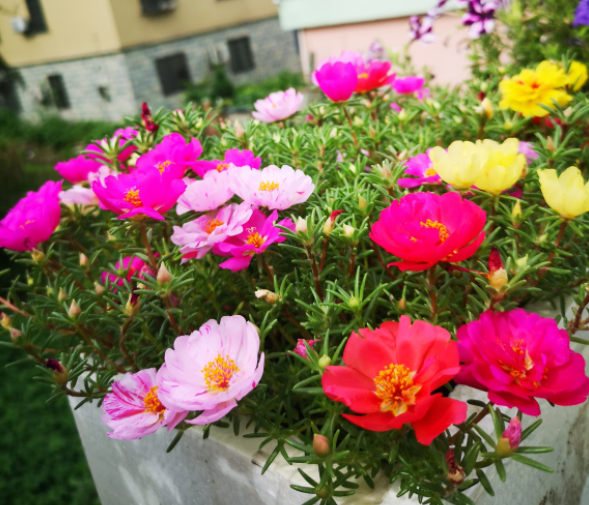 太阳花什么时候开花，向日葵什么时候开花（看看这3个“条件”）