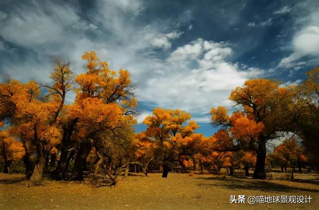 侧柏耐寒多少度，侧柏成活率是多少（适合在海边种植的乔灌木）