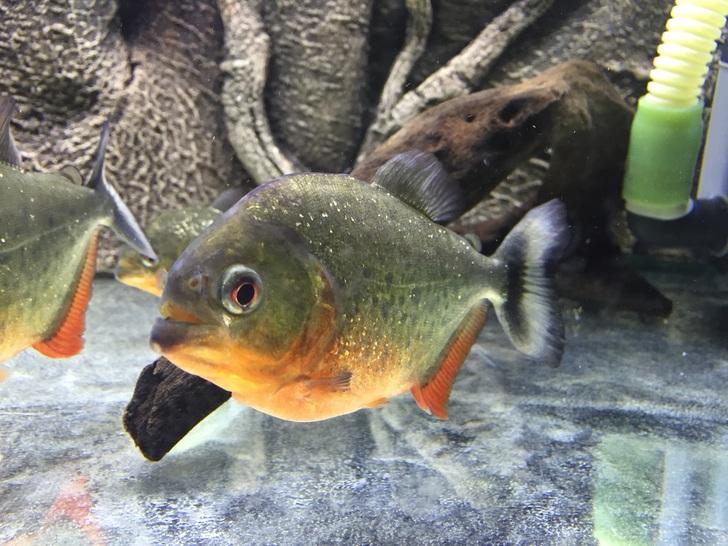 红腹水虎鱼好养吗,红腹水虎的饲养与繁殖.