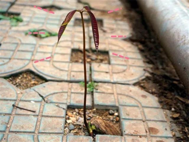 芒果种子怎么种，一个夏天就能长成小树苗