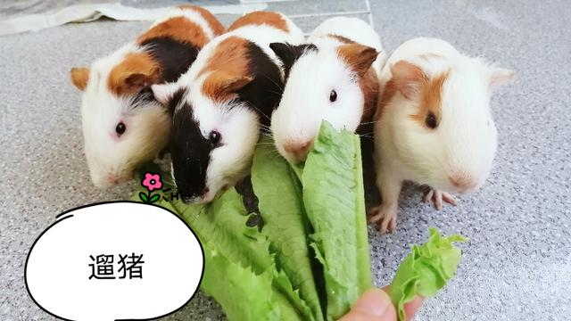 刚刚出生的小荷兰猪吃什么，刚生下来的荷兰猪吃什么（新到家的荷兰猪要注意什么）
