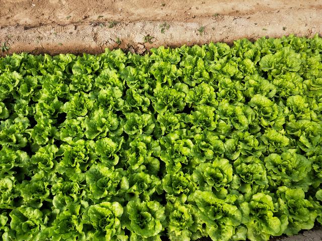 生菜种植方法和时间，八月种菜高峰期