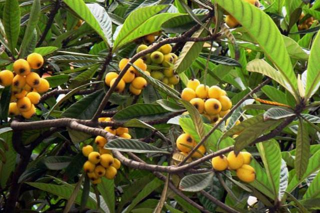 枇杷种子怎么育苗，枇杷树育苗的方式（合理采集技术是基础）