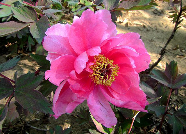 酱紫色是什么颜色，紫酱红是什么颜色（10种罕见的黑色花）