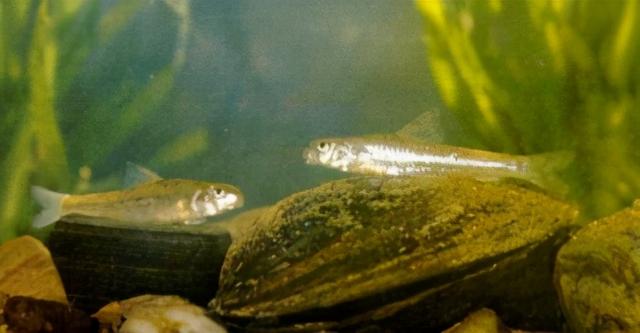 淡水观赏鱼种类，淡水观赏鱼的种类大全！（中国淡水观赏鱼图集<一>）