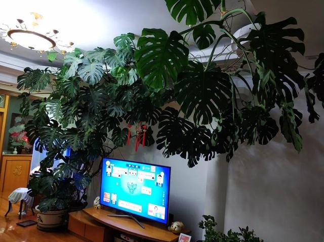 吊兰怎么养才能更旺盛，吊兰叶子尖发黄干枯什么原因（敲个鸡蛋埋土里）