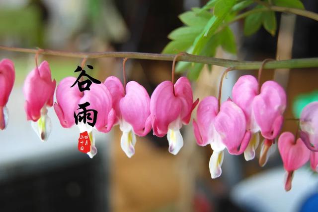 关于谷雨的简单介绍，关于谷雨的简单介绍20字（二十四节气之谷雨）