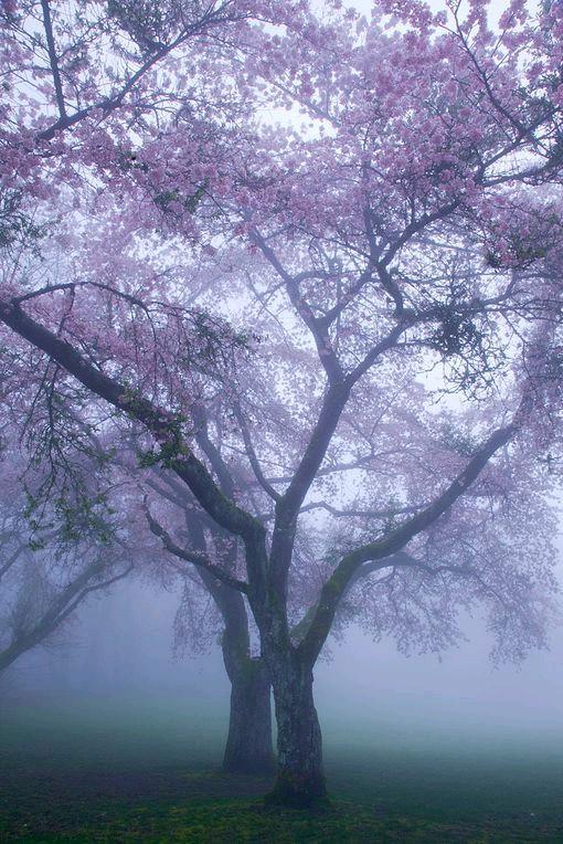 遮天剧情深度解析该看什么，《遮天》最强全面解析