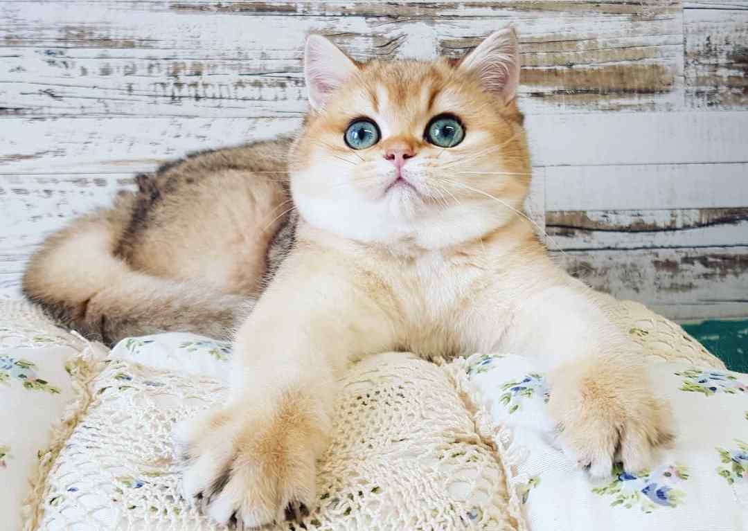 猫咪发情怎么缓解(怎样判断猫咪发完情了)