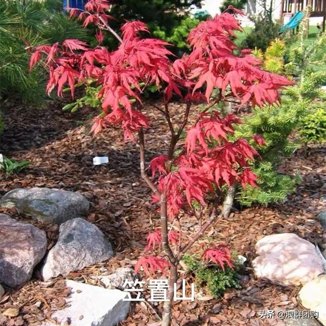 什么样的枫树填空。，什么的枫树填空词语二年级（增添了花园四季色彩之美）