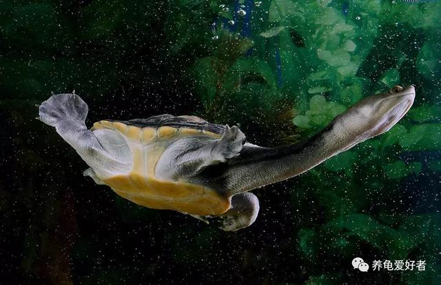 草龟干养还是水养好，草龟干养还是水养好怎么分公母（有几个注意点还是要留意的）