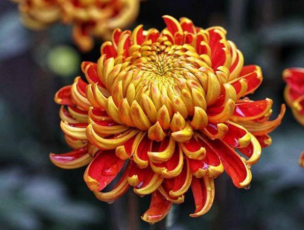 观音莲的花语，观音菩萨与莲花的寓意（守护你的小幸福）