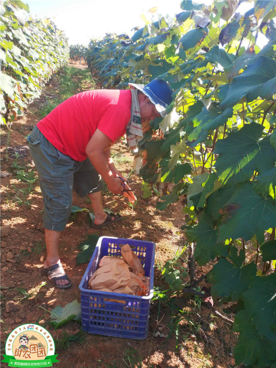 什么是水晶葡萄，什么是水晶葡萄酒（清镇水晶葡萄火热上市）