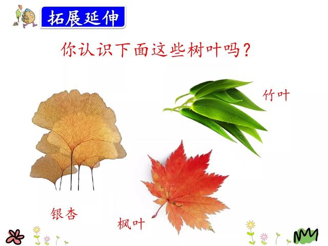 金黄的什么填词语，金黄的什么填空（部编版三年级语文上册第5课《铺满金色巴掌的水泥道》图文讲解）