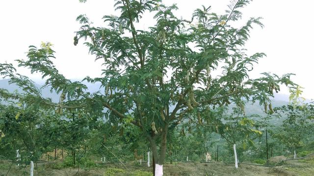 甜角的功效与作用是什么，不起眼树木全身可入药