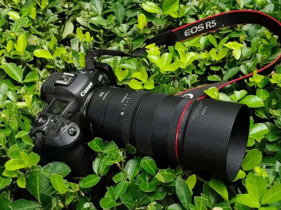 rf26 总得来点新花样 佳能RF卡口新百微试用