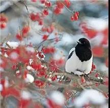 孟春 仲春 季春 暮春，孟春季春仲春是什么意思（春天的雅称，很美，很实用）