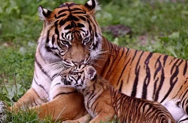 虎生三子必有一彪，虎生三子必有一彪是什么意思（人云“虎生三子必有一彪”）