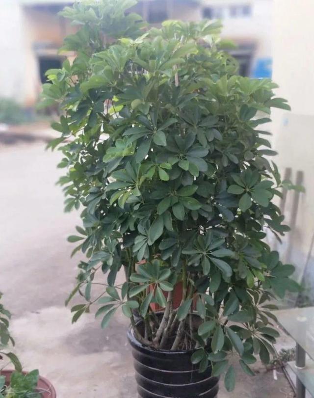 鹅掌柴的作用与功效，鹅掌柴的功效与作用（一养就能养20年）